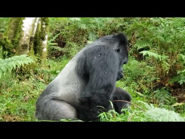 Silverback  Rukundo  mating with a sub adult  female   #visit uganda