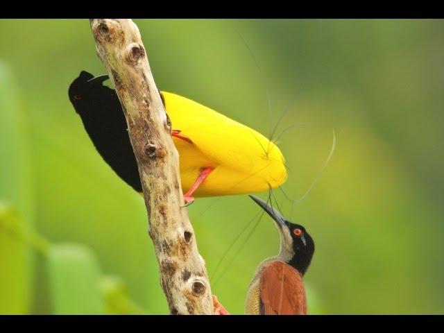 Twelve-wired Bird-of-Paradise