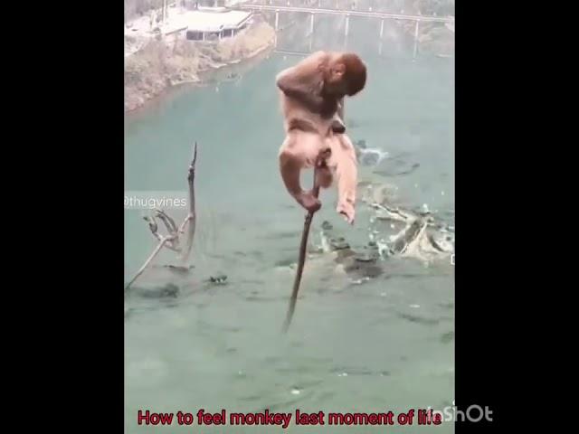 @Crocodile wait for lunch monkey meat