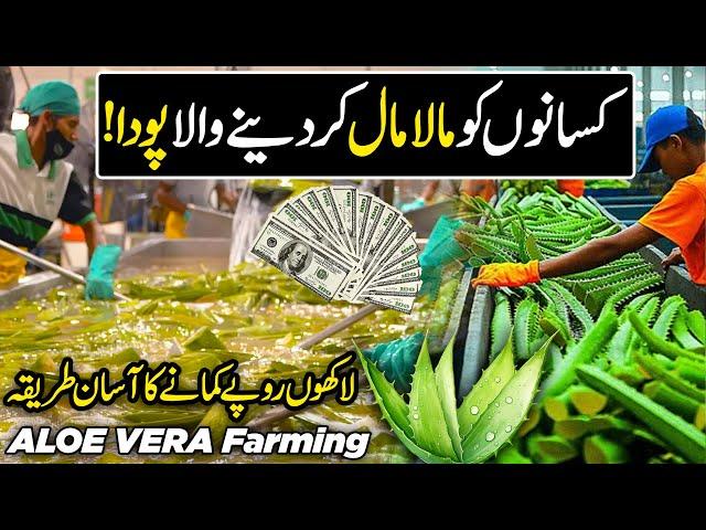 Modern ALOE VERA Farming in Pakistan | New Million Dollar Medicinal Crop | Kissan Ka Pakistan