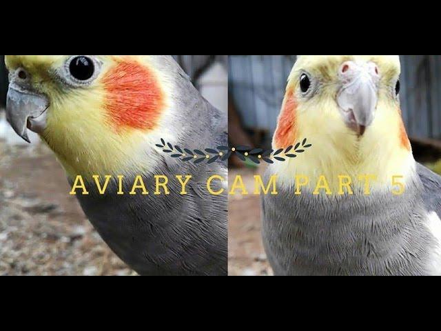 Aviary cam PART 5 - Curious Cockatiels