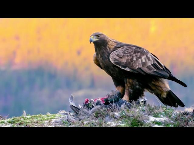 Golden Eagle: King of the Mountains