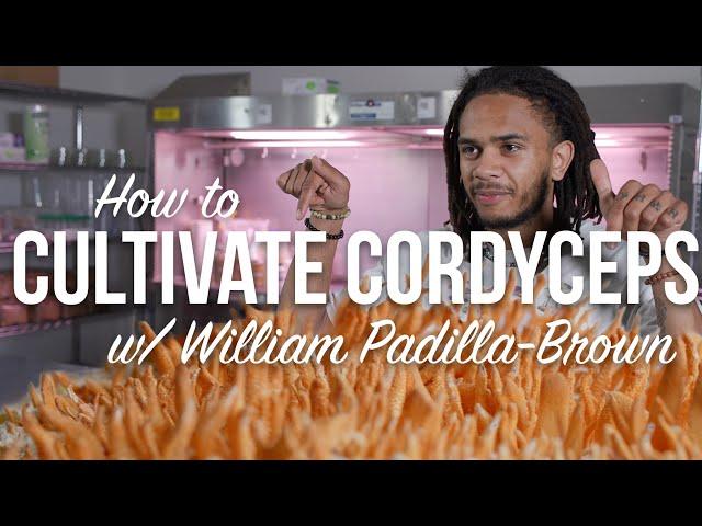 How to Cultivate Cordyceps Militaris Mushrooms | With William Padilla-Brown | Grow in Jars or Bins