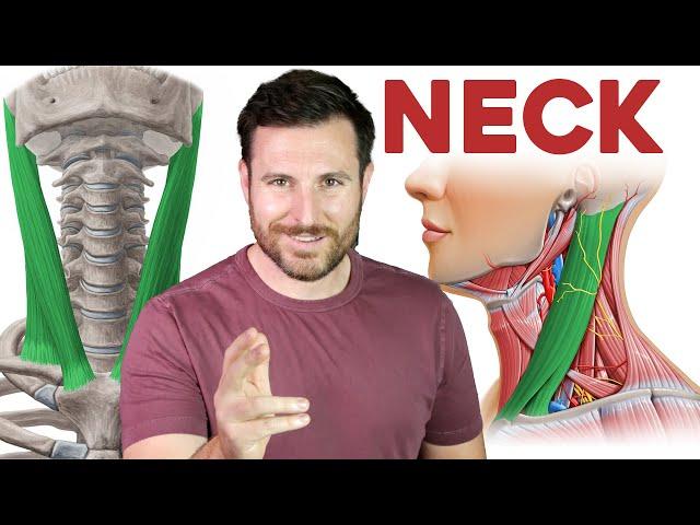 How to Remember Every Muscle in the Neck | Corporis