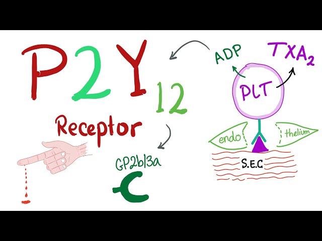 P2Y12 Platelet Receptor: Mechanism of platelet aggregation