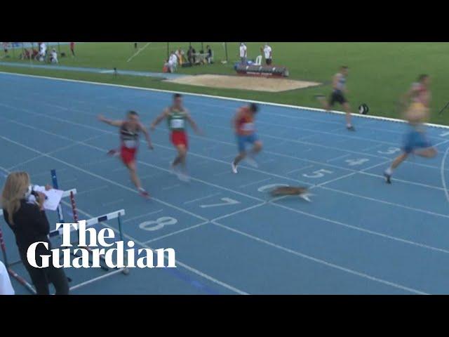 Stray cat sprints across finish line during 100m race in Turkey