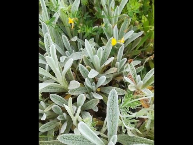 Sideritis tea Bio - Gojnik Bio z Olimpu