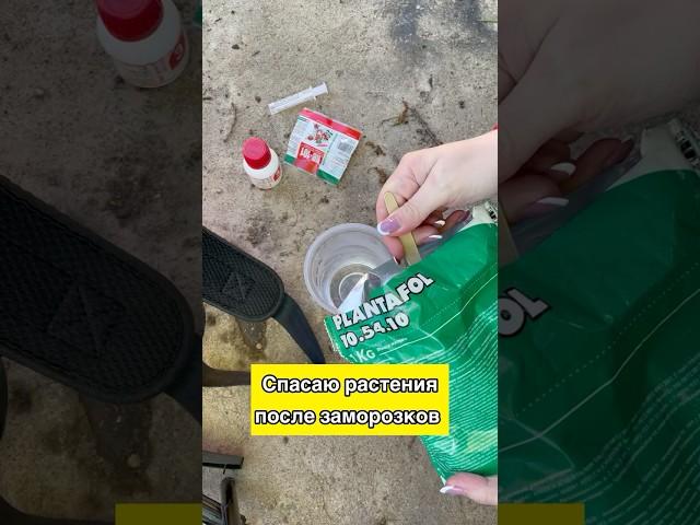 Спасаю растения после заморозков  #дача #садиогород #огород #сад