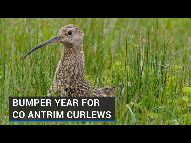 Bumper year for curlew in Northern Ireland