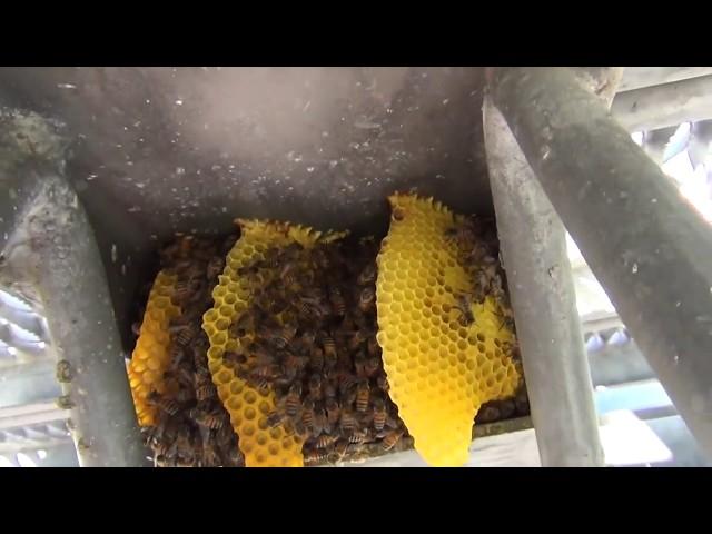Bees In A Cellphone Tower!