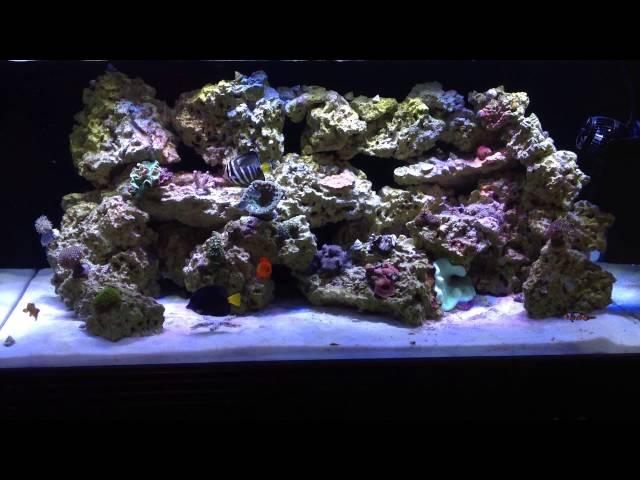 120g Reef Tank - Clear White Reef Slime