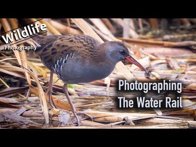 Water Rail Photography | UK Wildlife and Nature