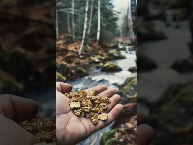 Золотая лихорадка началась в Приморском крае после видео скоро будет большая новая экспедиция у нас