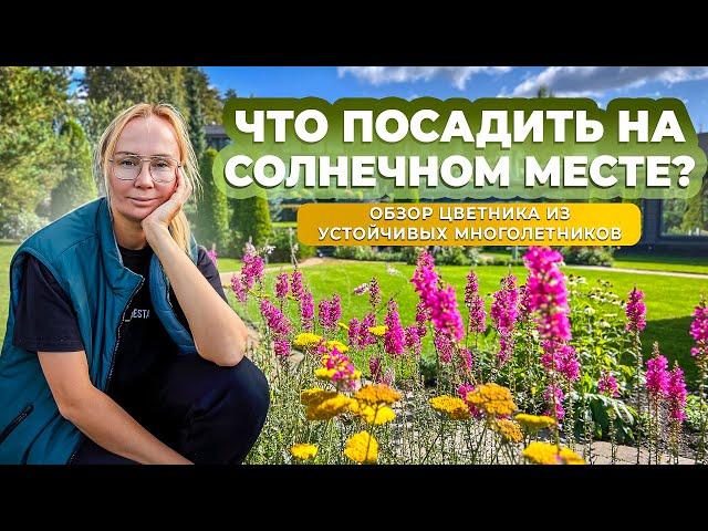 Что посадить на солнечном месте? Обзор цветника из устойчивых многолетников.