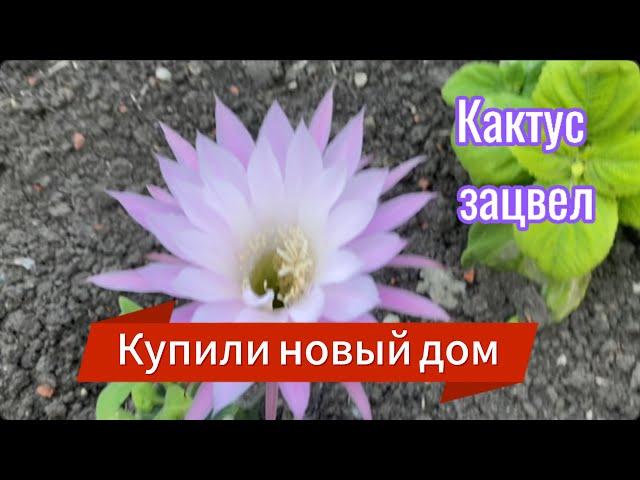 568ч15.05.25-Кактус зацвел/Интернет провели/Работа в огороде/Ламинат укладываем