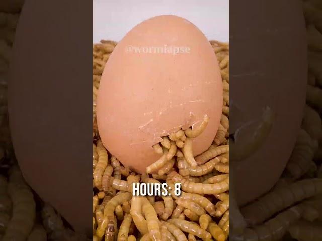 Mealworms vs BOILED EGG