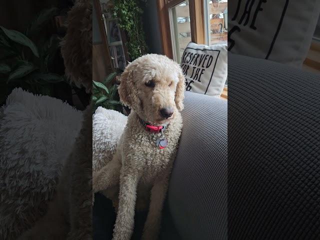Artie up for adoption?  #standardpoodle #poodle #dogs #spoo #love