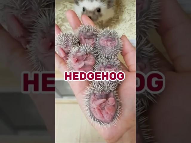 Why Do Hedgehogs Anoint Themselves? | Weird Yet Adorable Behavior Explained!