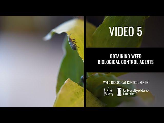 5.  Obtaining weed biocontrol agents