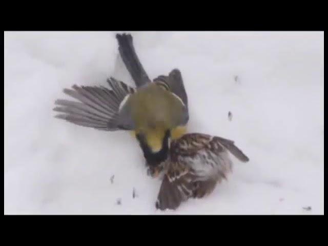 Большая синица убивает и поедает чечётку