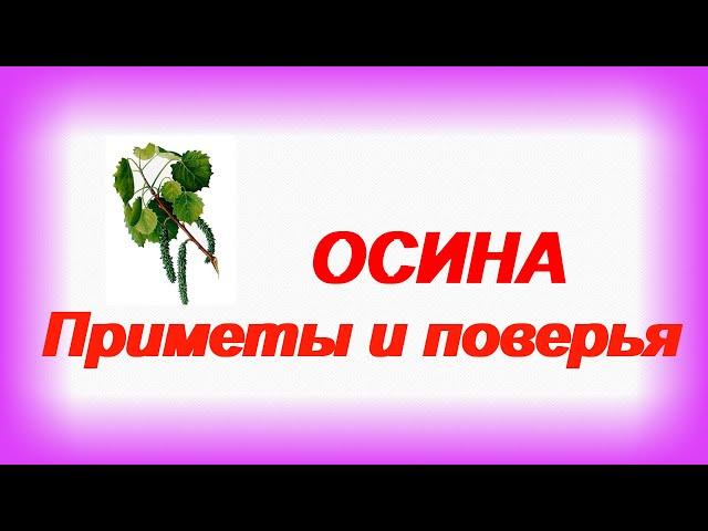 ОСИНА. Магические свойства Приметы и поверья.