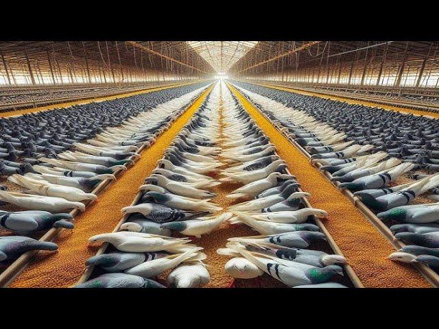 The Secrets Behind Large Scale Pigeon Farming How Farmers Achieve Millions of Pigeons for Meat and