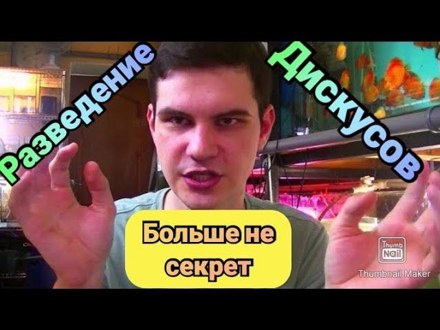 Секретный секрет разведения Дискусов