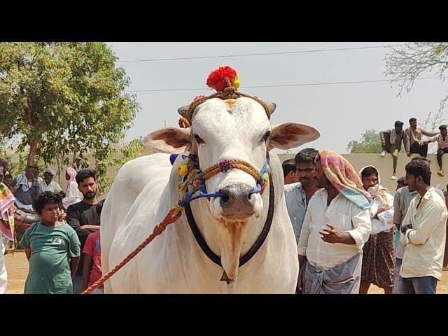 2025-కొణిదేల.సీనియర్స్.46వ జత.బీరం బుల్స్ బీరం సుబ్రమణ్యేశ్వర్ రెడ్డి గారు Sకోత్తూరు గ్రామం నంద్యాల