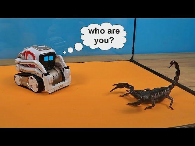 The Anki Cozmo robot attacked Scorpio and almost crushed him!