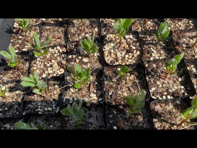 Sowing 100 seeds of Protea eximia