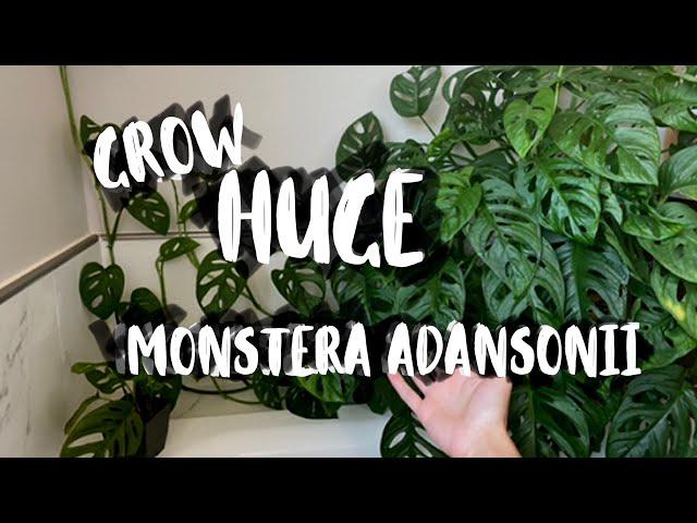 Monstera Adansonii Houseplant Care! | Monstera Adansonii Plant Tips & Tricks