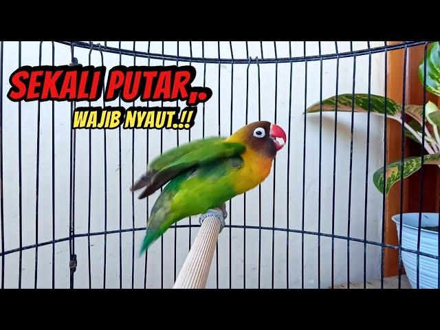 Lovebird NGEKEK PANJANG, SUARANYA Memancing Lovebird Manapun WAJIB BUNYI, COBA SAJA, !!