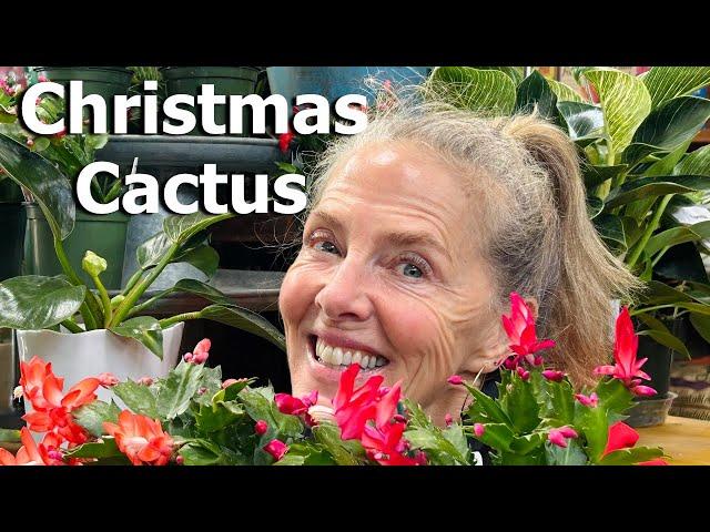  Christmas Cactus - Grow Your Own Holiday Decor!  #christmascactus #flowers