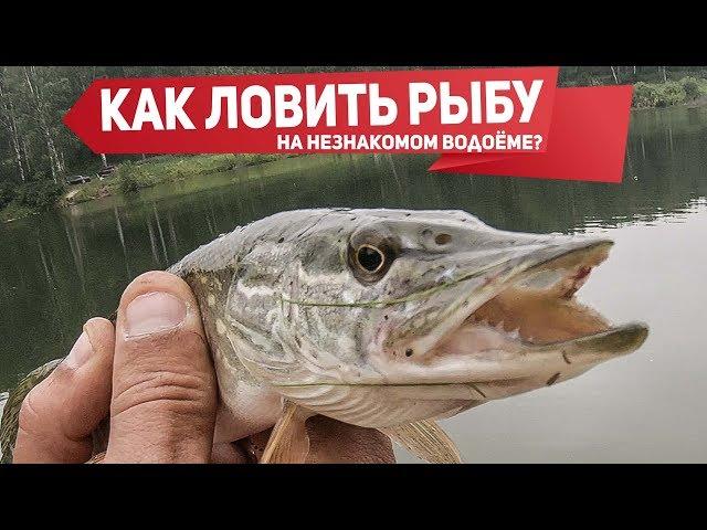 Как найти рыбу на незнакомом водоёме?  Рыбалка на микроджиг в пруду  | Рыбалка с Fishingsib