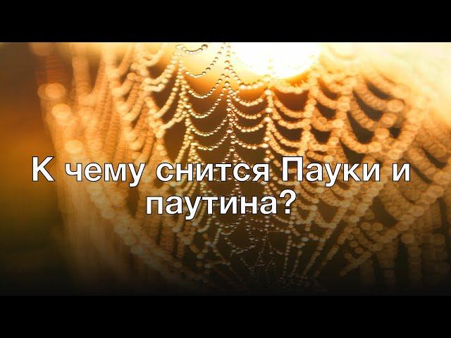 К чему снится пауки и паутина? Толкование сна и его значение по сонникам Фрейда и Хассе