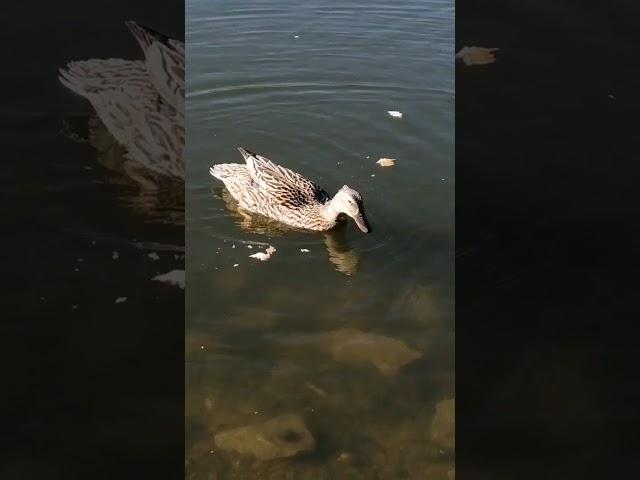 СМЕШНАЯ УТКА! 
