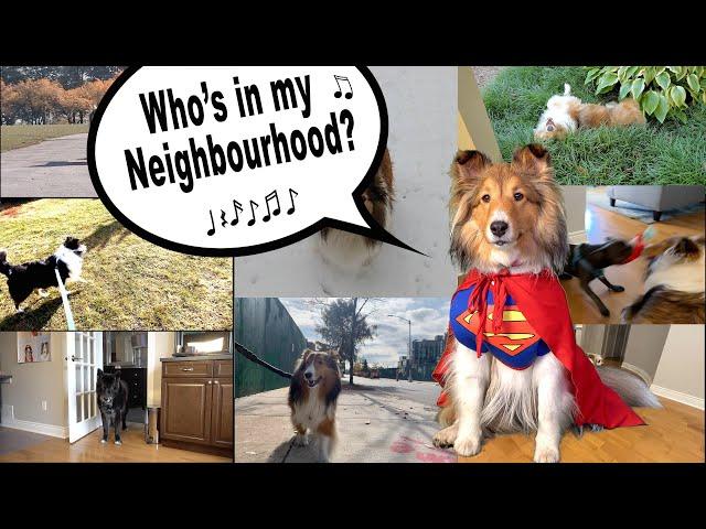 "Who's in my Neighbourhood?"  a hilarious Biscuit Talky on Cricket "the sheltie" Chronicles e250