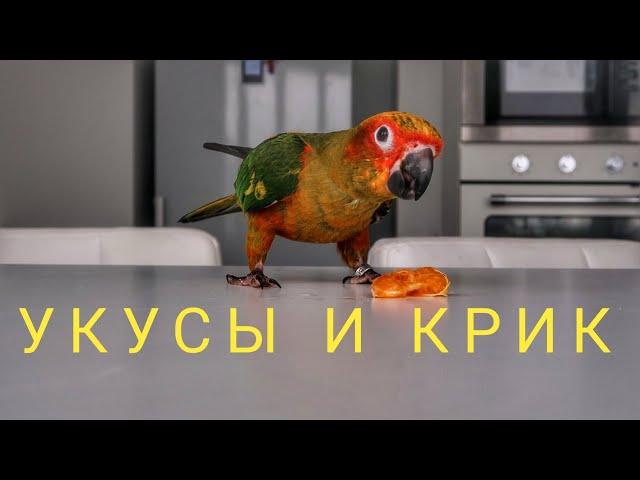 солнечная аратинга#4 крик попугая.укусы