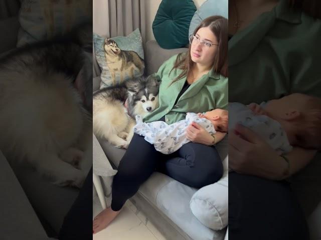 Финик и малыш. Новая история #новорожденный #помски #ребенок и #собака
