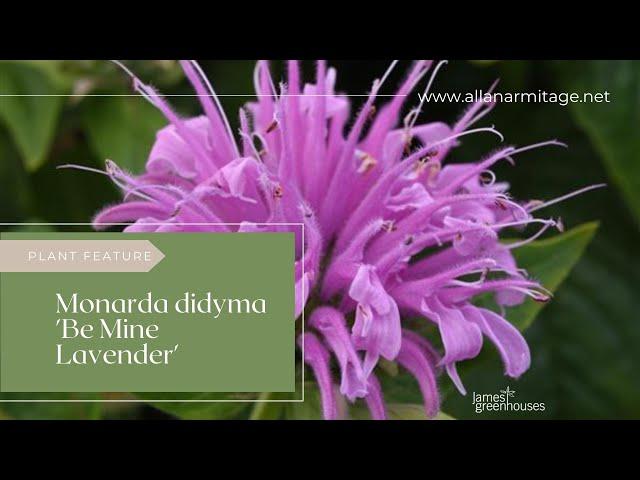 Monarda didyma 'Be Mine Lavender'