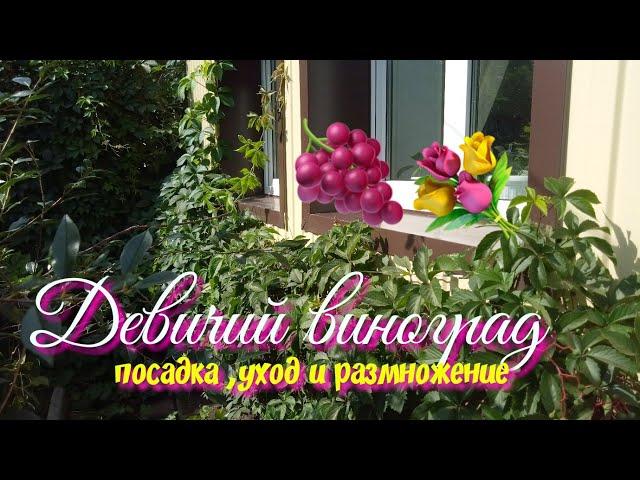 Девичий виноград.Лиана.Зеленая изгородь.Украшение сада.Посадка выращивание и уход.