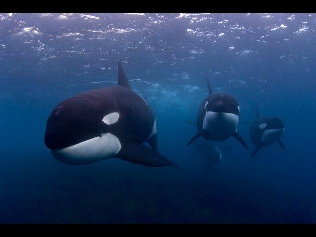 GoPro project New Zealand by Robert Marc Lehmann & Ingrid Visser Killer whales Orca underwater