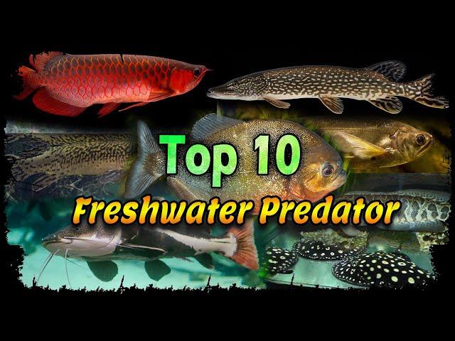 Top 10 Freshwater Predator Fish for Aquariums - Top 10 Freshwater Monster Fish