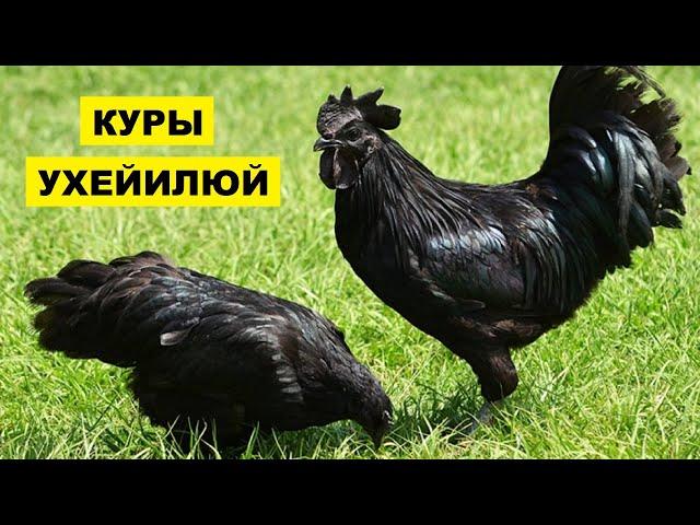 Разведение кур породы Ухейилюй как бизнес идея | Куры Ухейилюй