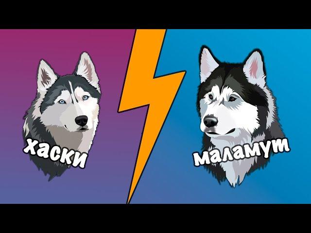 Difference between husky malamute?