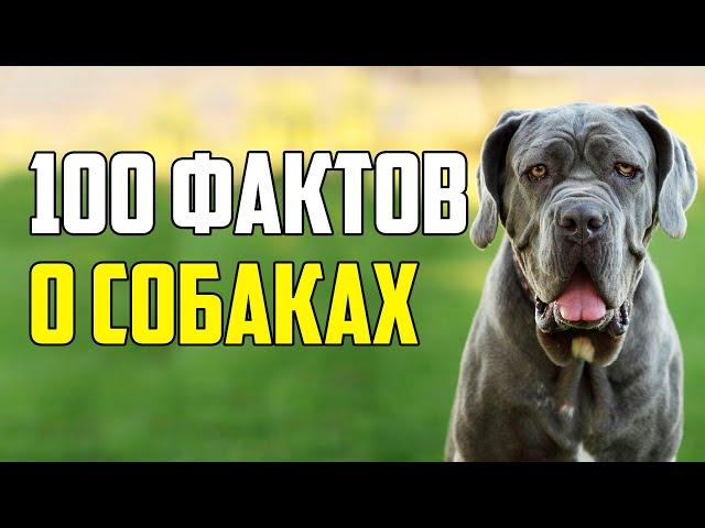 100 INTERESTING FACTS ABOUT DOGS