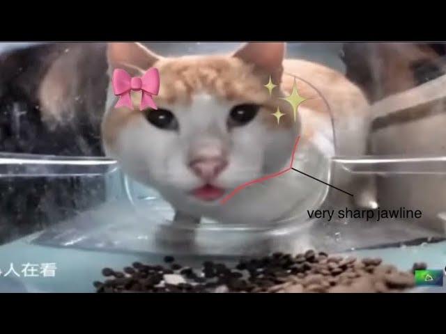cats eat then mew