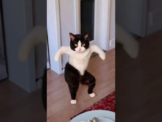 Wow, cute cat is screaming 