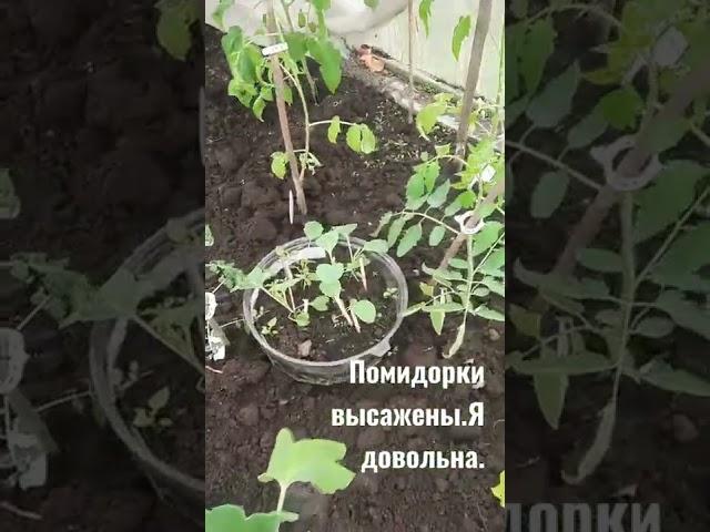 в теплице помидоры высажены