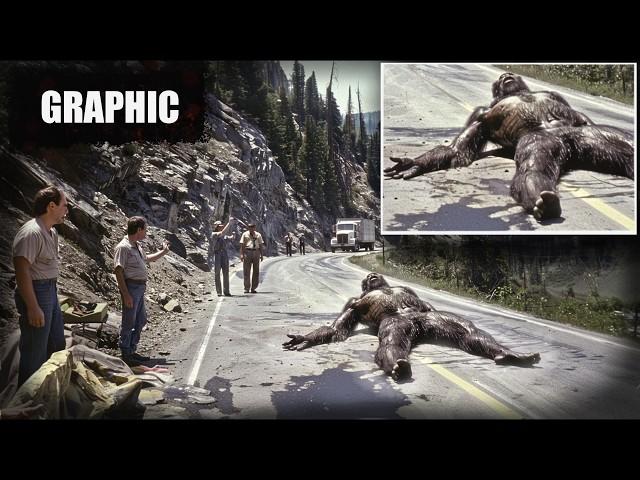 SASQUATCH ROADKILL? | Giant Bigfoot Creature Hit By Semi Truck At 70 MPH | #bigfoot 2024